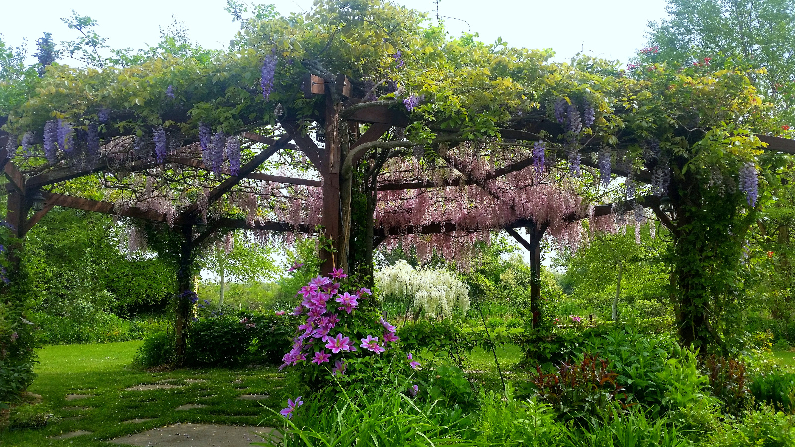 WISTERIA IN BLOOM ATOP FLOWERING GAZEBO; CLEMATIS IN BLOOM ON GAZEBO POST